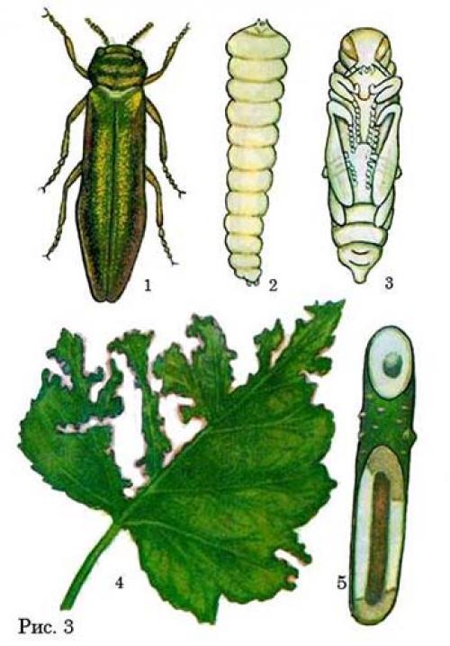 Как обрабатывать крыжовник. Для чего нужна обработка крыжовника весной: от, каких вредителей и болезней будем защищать кусты