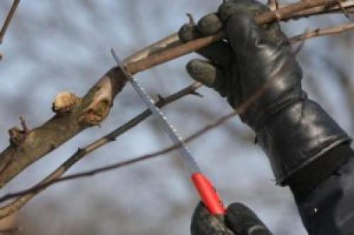 Обрезка яблони летом. Инструкция по обрезке яблони летом