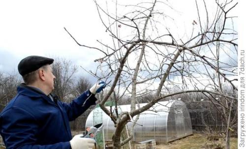 Обрезка 5 летней яблони. Обрезка яблони