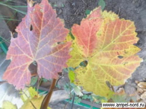 Когда поливать осенью виноград. подзимний полив винограда