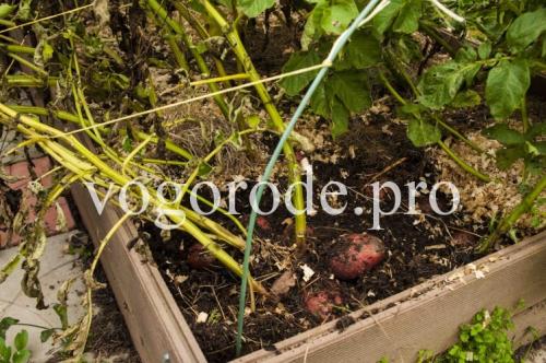 Вырастить картофель в коробе. Выращивание картофеля в коробе