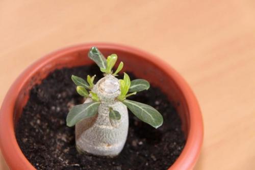 Как и когда формировать яблоню. Как и когда формировать крону яблони? 03