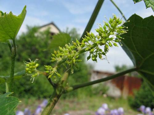 Влагозарядный полив винограда. Когда поливать виноград: о тветы на часто задаваемые вопросы по поливу
