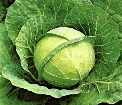 Семена капусты лучшие сорта. Лучшие сорта ранней капусты 01