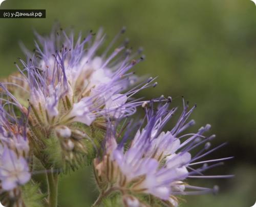 Фацелия свойства и применение. Фацелия (Phacelia) 05 Фацелия свойства и применение. Фацелия (Phacelia) 05