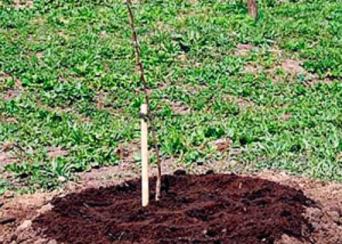 Посадка яблони весной в Сибири. Посадка яблонь весной в Сибири