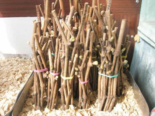 Как и когда заготовить черенки винограда. Как грамотно заготовить черенки