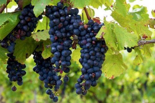Как ухаживать за виноградом изабелла. Особенности сорта