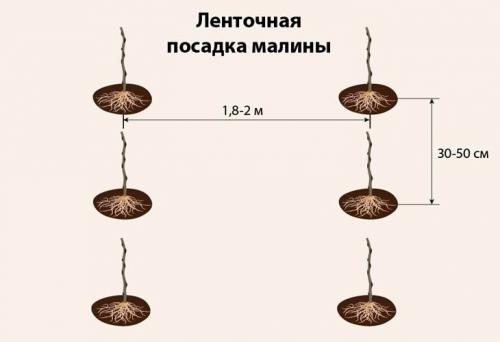 Как правильно сажать малину осенью в открытый грунт. Как правильно посадить саженцы малины осенью — пошаговая инструкция