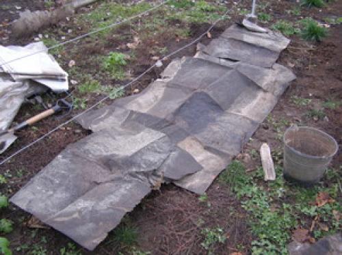 Подготовка винограда к зиме в Подмосковье. Как укрыть виноград на зиму в Подмосковье 04