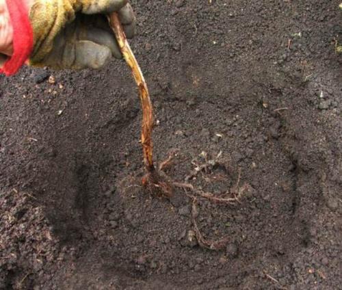 Посадка малины осенью. Посадка малины в открытый грунт