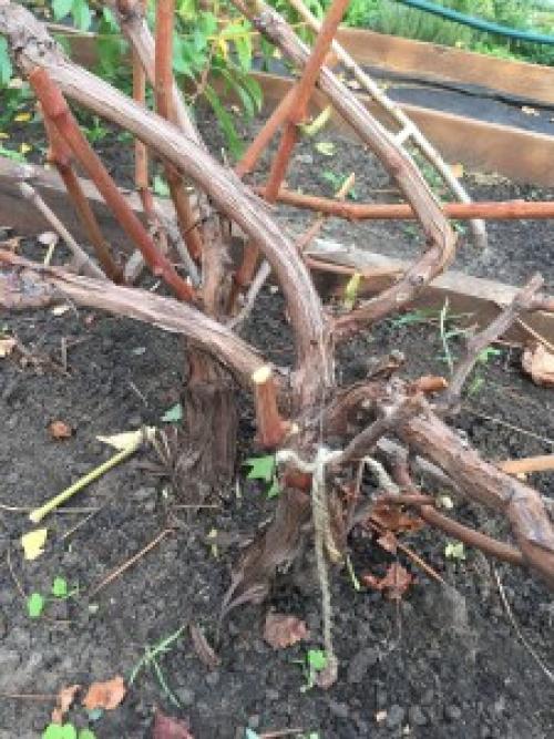 Обрезка винограда 2019. Дачные сезоны