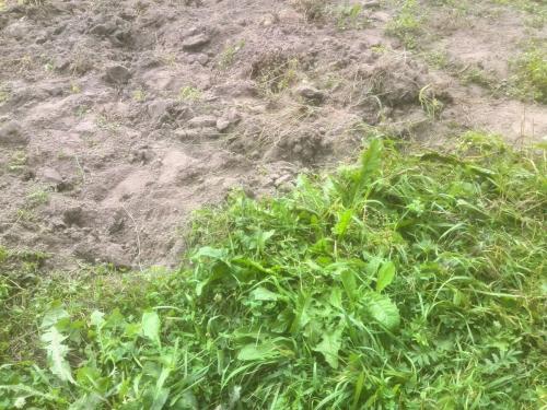 Чем обеззаразить почву в огороде. Как обеззаразить почву в огороде от фитофторы осенью