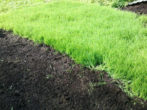 Чем обеззаразить почву в огороде. Как обеззаразить почву в огороде от фитофторы осенью