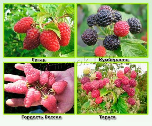Морозостойкие сорта ремонтантной малины. Самые лучшие морозостойкие сорта малины