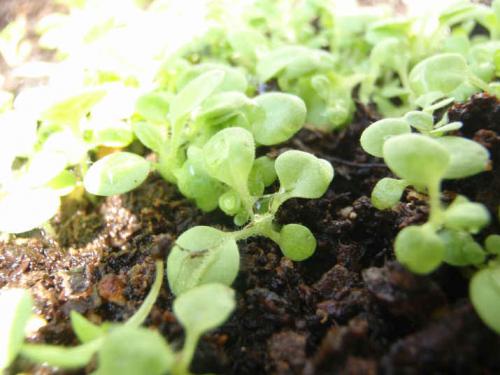 Когда и как убирать табак курительный. Как правильно выращивать табак, пошаговая инструкция