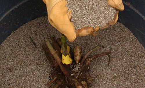 Когда и как убирать табак курительный. Как правильно выращивать табак, пошаговая инструкция 14