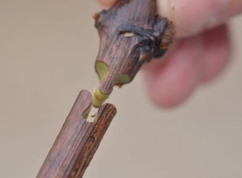 Как привить виноград осенью. Что такое прививка и для чего она нужна винограду