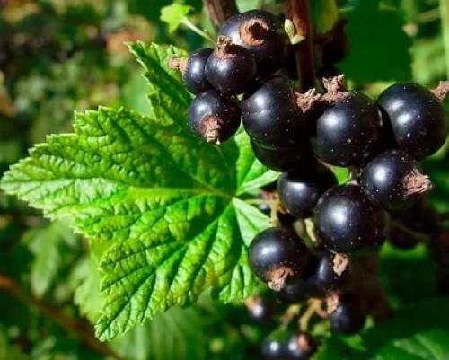 Пузырятся листья на смородине. Почему на листьях смородины появились красные пузырьки и что с этим делать