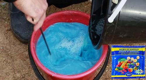 Чем побрызгать виноград перед укрытием на зиму. Опрыскивание винограда осенью железным купоросом