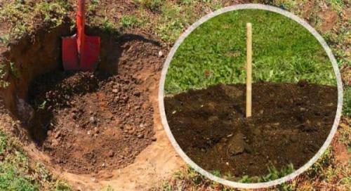 Как правильно выбрать место для посадки груши. Особенности посадки