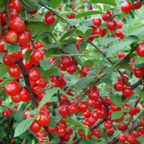 Обрезка вишня войлочная осенью. Обрезка очень старых кустарников войлочной вишни 11