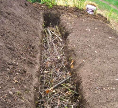 Посадка малины осенью. Посадка малины в открытый грунт