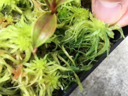 Мох на грунте. Как вырастить мох в доме?