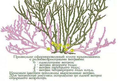 Как подвязать крыжовник правильно фото в домашних