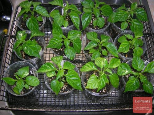 Декоративный перец можно есть. Когда и как сеять острый перец для выращивания в комнате