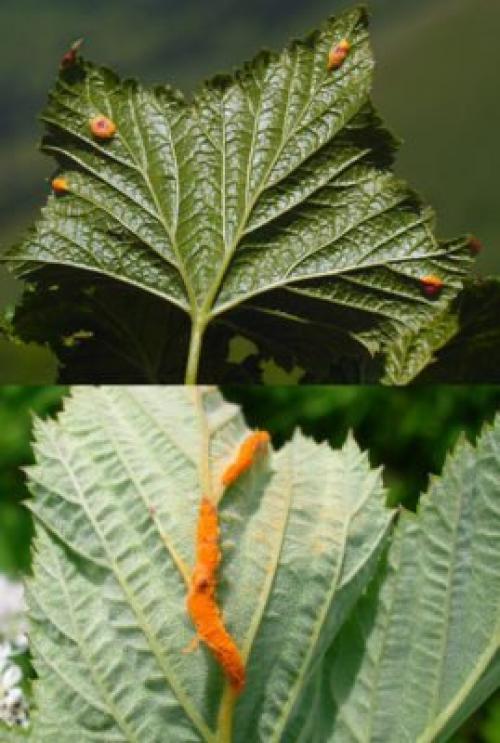 Фиолетовые листья у смородины. Распространённые грибковые заболевания