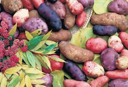 Копать картошку во сне. К чему снится копать картошку во сне?