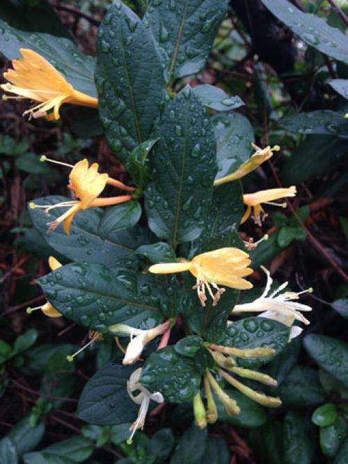 На, какой год дает урожай жимолость. Жимолость съедобная, описание