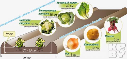Посадка картофеля на узких грядках. Выращивание картофеля на узких грядках
