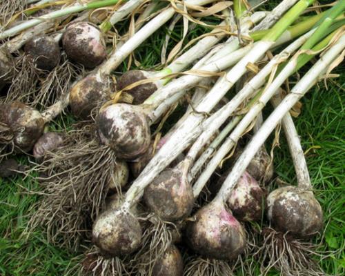 Когда и как убирать чеснок. Когда убирать чеснок