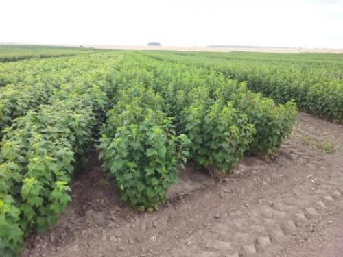 Посадка смородины осенью. Посадка чёрной смородины осенью: инструкции для начинающих