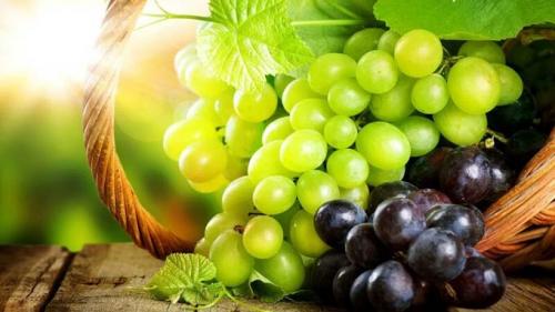 Подкормка винограда. Чем подкормить виноград для хорошего урожая?