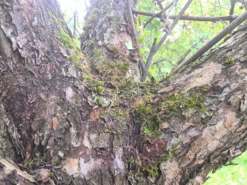 Как избавиться от лишайника на яблоне. Как избавиться от мха и лишайников на яблоне. Секретные рецепты