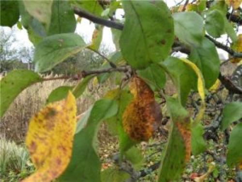 Болезни яблонь на листьях. Признаки