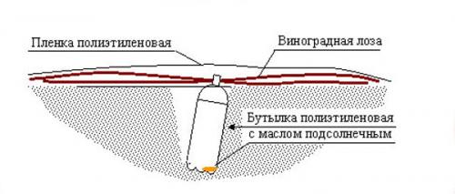 Как защитить виноград от мышей зимой. Механическая преграда 01 Как защитить виноград от мышей зимой. Механическая преграда 01