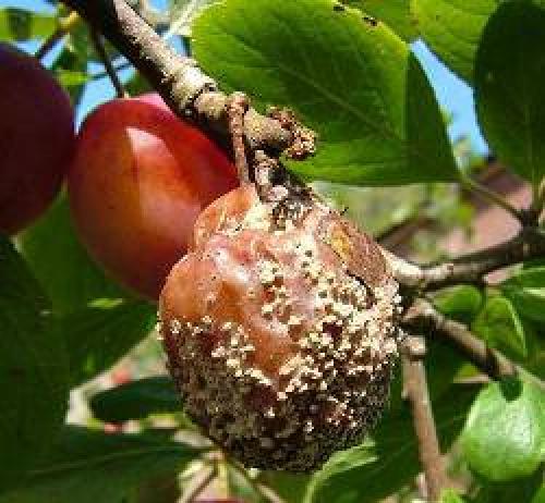 Плоды айвы гниют на дереве. Способы борьбы с плодовой гнилью