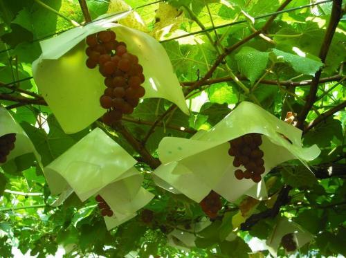 Чем побрызгать виноград от ос. Пассивная борьба с осами