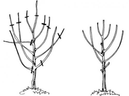 Обрезка вишни весной. Особенности обрезки молодых и старых вишен