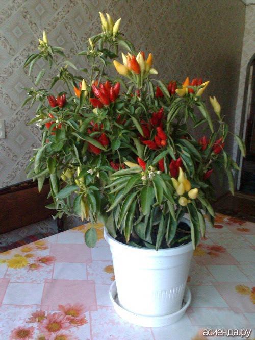 Комнатный перец сбрасывает листья. Надо ли опылять комнатный перец?