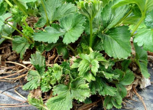 Подкормка клубники на зиму. Виды подкормки и удобрений для клубники