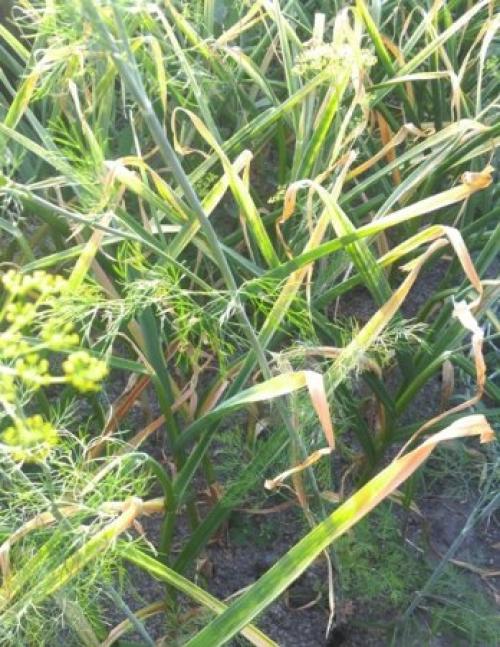 Когда и как убирать чеснок с грядки. Когда убирать чеснок с грядки?