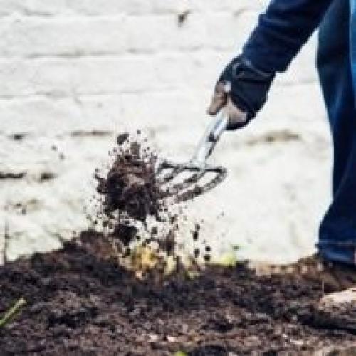 Как правильно сажать розы весной. Когда сажать розы?