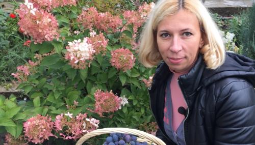 Обрезка винограда 2019. Дачные сезоны