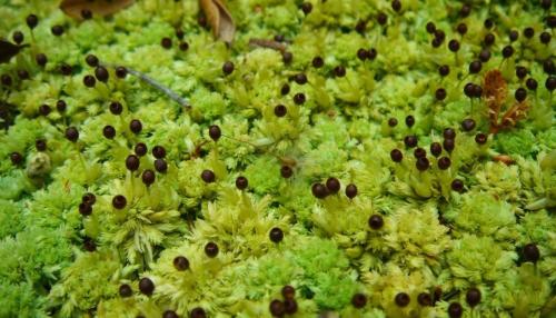 Мох на грунте. Как вырастить мох в доме?