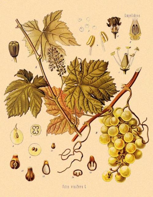 Как вырастить виноград из косточки в домашних условиях в горшке. Как вырастить виноград из косточки в домашних условиях. Выращивание в горшке 10